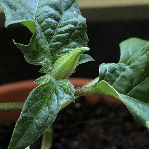 Potted Datura Seedling