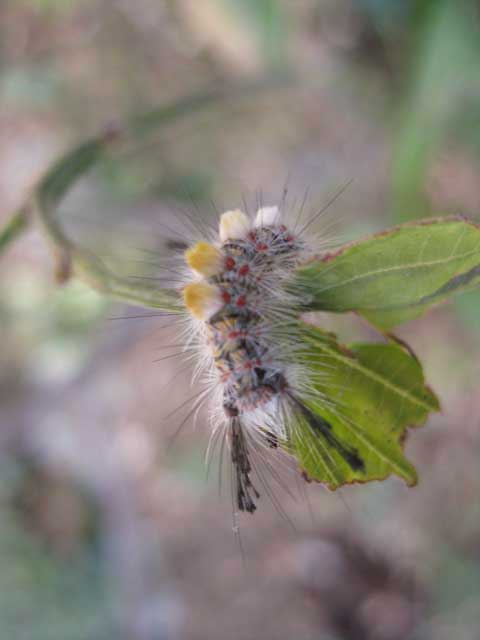 Rusty Tussock Moth 