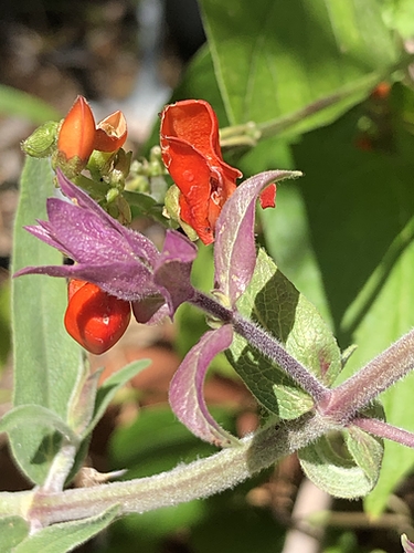 Salvia and Bean Flowers