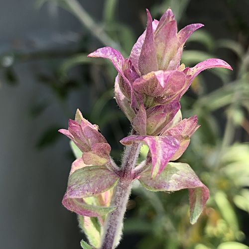 Salvia Flower