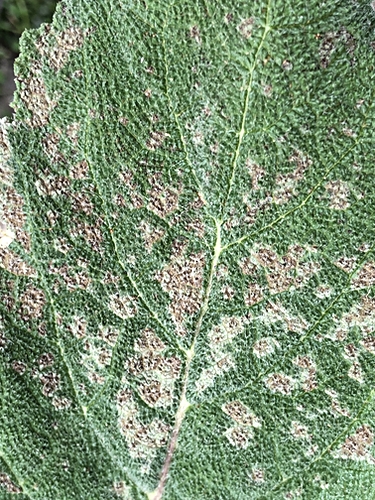 Salvia Leaf Damage