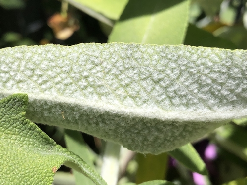 Salvia Leaf