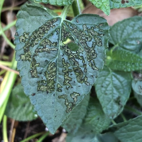 Salvia Leaves Damage