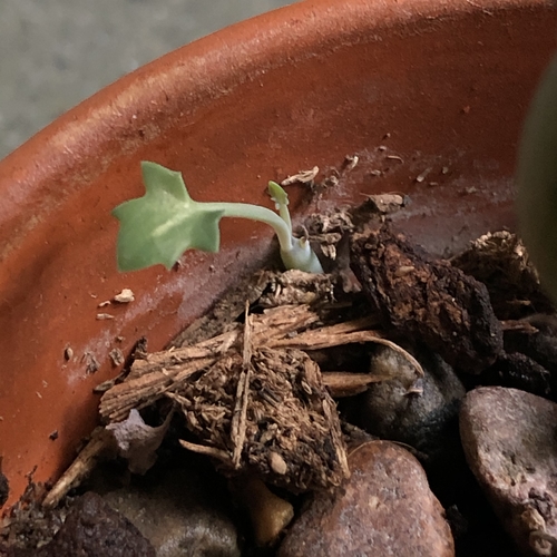 Senecio articulatus sprout
