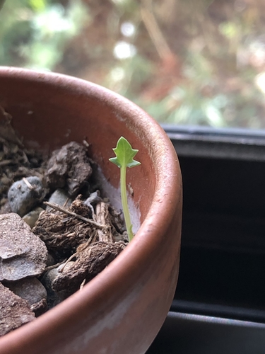Senecio articulatus sprout