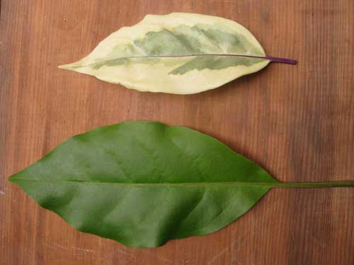 Leaf Comparison