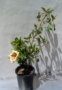 Solandra First Plant