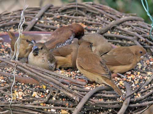 Spice Finches