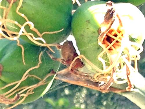 Agave and Spider