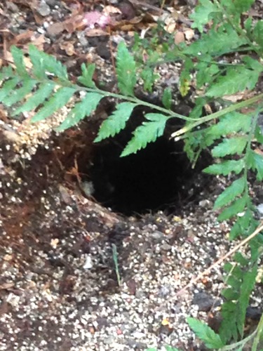 Squirrel Hole