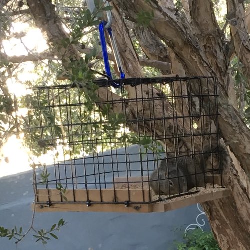 Squirrel in bird feeder