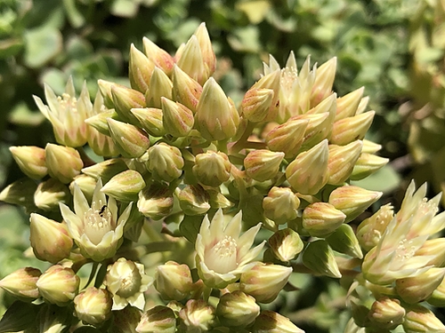Succulent Flowers with an Ant