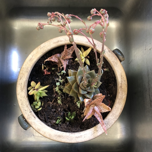 Succulents Potted
