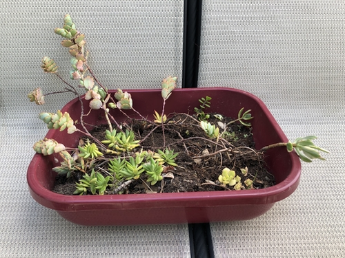 Succulent to Plant