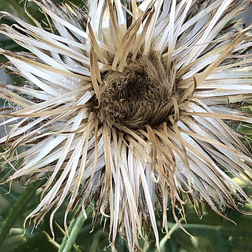 Dried Thistle