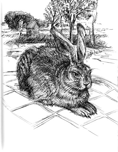 Tim’s Rabbit Sketch