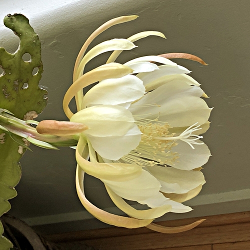 Trapped Cactus Flower