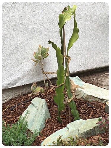 Trapped Cactus