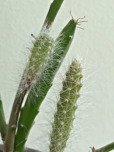 Trapped Cactus Cutting