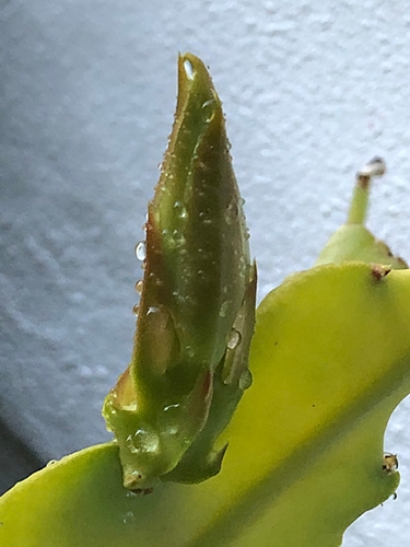 Trapped Cactus Bud