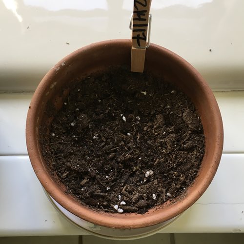 New Planting