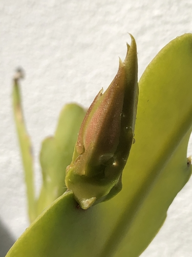 Untrapped Cactus Bud