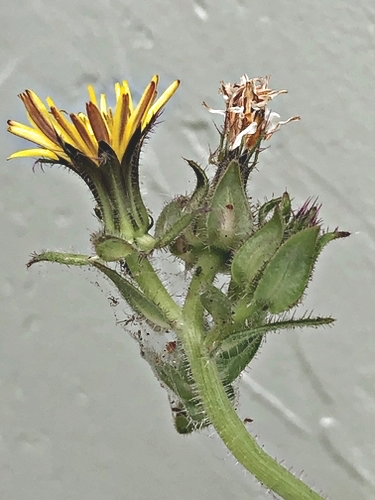 Weed with Yellow Flowers