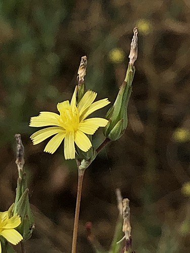 Yellow Flower