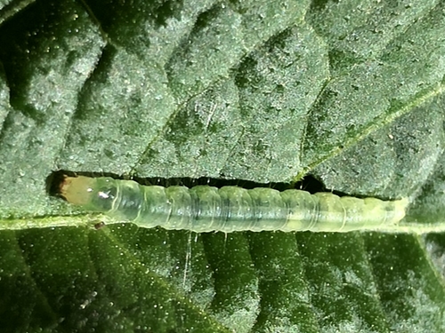 Worm on Leaf