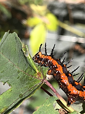 Gulf Fritillary Caterpillars