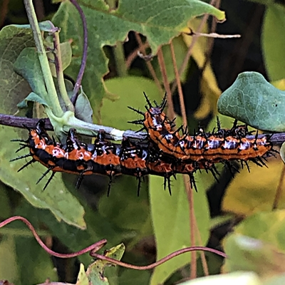 Gulf Fritillary Caterpillars